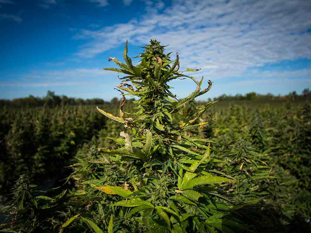 Cannabis a km0: BioCBD leader nella coltivazione di erba legale nel Foggiano.