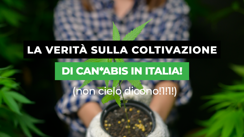 La verità sulla coltivazione di cannabis in Italia
